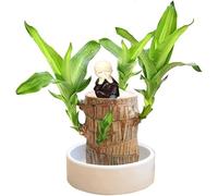 Bois Chanceux Brésilien,Mini Bois Chanceux Du Brésil,Décoration En Bois Brésilien,Mini Bois Porte-Bonheur Du Brésil,Chanceux Brésilien Purifier L'air Intérieur,Décoration D'Intérieur Bureau