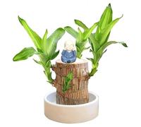 Bois Chanceux Brésilien,Mini Bois Chanceux Du Brésil,Décoration En Bois Brésilien,Mini Bois Porte-Bonheur Du Brésil,Chanceux Brésilien Purifier L'air Intérieur,Décoration D'Intérieur Bureau