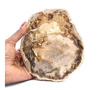 Bois pétrifié polis Naturel de 640 grammes et 150 millimètres, Minéral Bois pétrifié de Madagascar, Minéral 100% Naturel, Produit Exclusif, Objet d'art minéral, Minéral de sérénité