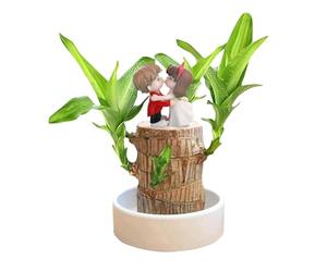 Bois Porte-Bonheur, Mini Plante de Souche Hydroponique en Pot, Bois du Brésil Chanceux à Germination Magique avec Statue de Couple, Plante de Bureau D'intérieur pour Purifier l'air