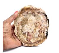 Bois silicifié Naturel de 560 grammes et 145 millimètres, Minéral Bois pétrifié de Madagascar, 100% Authentique, Article Exclusif, Minéral de Collection, Minéral de vitalité