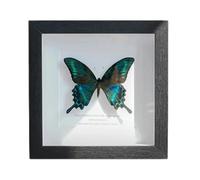 Boîte à Ombre à Papillons, spécimens de Papillons dans Une boîte à Ombre, Papillon Bleu encadré et monté dans Un présentoir Noir for étagère Murale ou présentoir de Table 20,8 x 20,8 cm