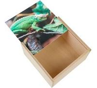 Boite Coffret en Bois - Fabulous - Caméléon de Jackson Lézard Vert à Cornes (11 x 11 x 3,5 cm) Vert