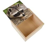 Boite Coffret en Bois - Fabulous - Raton Laveur Buche (11 x 11 x 3,5 cm) Multicolore G
