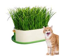 Boîte de culture d'herbe à chat - Station de culture d'herbe à chat | Conteneur de culture d'herbe à chat | Friandises pour chat, alimentation pour chat, mangeoire, cage domestique, utilisation en