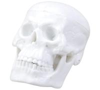 Bokcztml Figurine miniature de crâne humain pour étude d'anatomie et sculpture artistique avec menton mobile Outil d'enseignement médical