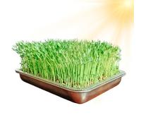 Bol de germination de - Bac de germination de grande capacité - En acier inoxydable - Étagère de rangement pour de jardin - Mini système de culture de vertes pour haricots
