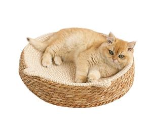 Bol grattoir pour Chat | Nid tissé à la Main Respirant - Panier Coton Tressé avec Design Oreilles de - pour Protection Meubles, Coupe Griffes, Soin Pattes, Exercice, richissemt, Anti-