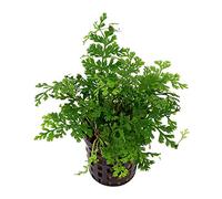 Bolbitis Heteroclita"Difformis" - Mini Bolbitis - Live Plante pour aquarium