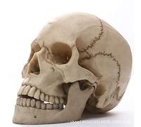 BOLLAER Modèle de squelette de crâne humain grandeur nature, statue en résine pour Halloween, décoration d'intérieur, décoration rétro, réplique de crâne humain, modèle de crâne sculpté