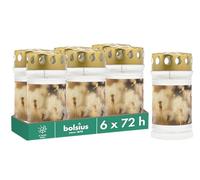 Bolsius Lanterne funéraire - Avec motif - Pissenlit - Lot de 6 - Longueur de combustion : 3 jours - Bougie de condoléances et mémorial - Combustion propre - Sans huile de palme