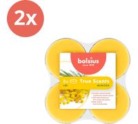 Bolsius - True Scents - Maxi - Bougies à réchaud parfumées - 8 pièces par paquet - Tasse claire - Mimosa - Pack avantage - 16 pièces - 2 emballages