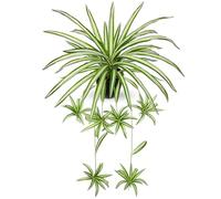 Bonnie Plante artificielle suspendue en pot - Lys vert artificiel Chlorophytum - Plante d'araignée décorative à suspendre pour salon, balcon, chambre à coucher, salle de bain, chambre à coucher