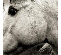 Bonny Light Horseman