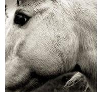 Bonny Light Horseman E