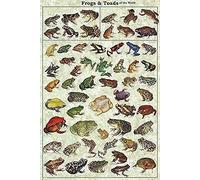 Bonoff Plaque en métal fantaisie avec grenouilles et crapauds du monde - Décoration murale vintage pour maison, jardin, bar, restaurant, café, bureau, magasin, club - 14 x 20,3 cm