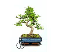 Bonsaï Arbre avec pot de fleurs en céramique d'env. 25-35 cm de haut, soucoupe et ciseaux - Coffret cadeau bonsaï - (Bol de 20 cm environ 8-9 ans, bonsaï orme chinois)