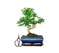 Bonsaï Arbre avec pot de fleurs en céramique d'environ 25-35 cm de haut, soucoupe et ciseaux - Coffret cadeau bonsaï - (bol de 20 cm environ 8-9 ans, bonsaï chinois Carmona)