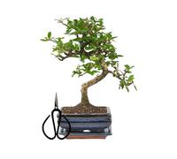 Bonsaï Arbre avec pot de fleurs en céramique, env. 25 à 35 cm de haut, soucoupe et ciseaux, coffret cadeau bonsaï, bol de 15 cm, carmona chinois bonsaï
