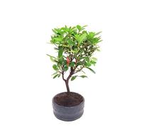 Bonsaï Arbre avec pot de fleurs en céramique - Ligustrum, Ficus, Carmona, Podocarpus, Elm chinois - env. 6-9 ans (bol de 12 cm, bonsaï rhododendron (Azalea))