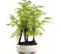 Bonsaï Arbre avec pot de fleurs en céramique - Metasequoia - Bonsaï - Forêt - Bonsaï - Arbre en plein air (P16)