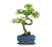 Bonsaï avec pot de fleurs en céramique - Orme de Chine - env. 7 ans (bol de 15 cm) Bonsai baum Excellent cadeau pour tout le monde