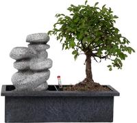 Bonsaï - Bonsai - Hauteur 25-35cm - ⌀29cm
