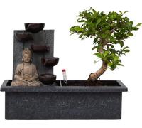 Bonsaï - Bonsai - Hauteur 25-35cm - ⌀29cm