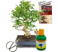 Bonsaï - Chin. Figuier - Ficus retusa - environ 10 ans - bol 25cm - coffret cadeau avec ciseaux et engrais
