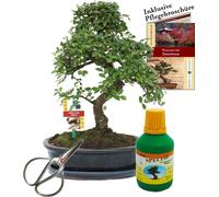 Bonsaï - Chin. Orme - Ulmus parvifolia - environ 10 ans Bol 25cm - Coffret cadeau avec ciseaux et engrais