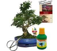 Bonsaï - Chin. Troène - Ligustrum - env.10 ans - bol 25cm - coffret cadeau avec ciseaux et engrais