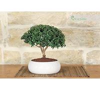 Bonsaï de myrte dans un bol bas