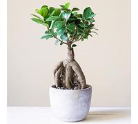Bonsaï décoratif d’intérieur ‘Ficus Ginseng’ en pot 12 cm Plante pour la Maison ou le Bureau