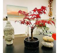 Bonsaï d'érable japonais (Acer Palmatum) - Élégance intérieure et extérieure, faible entretien dans un pot en céramique - Plante d'intérieur parfaite pour la décoration de la maison, les jardins