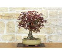 Bonsaï d'érable palmé Atropurpureum (10)