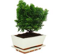 Bonsaï d'extérieur - Chamaecyparis - cyprès - 3-4 ans - avec soucoupe