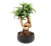 Bonsaï d'intérieur Araucaria cunninghamii - 26 cm - En céramique - Noir
