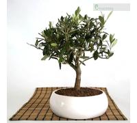 bonsaï d'olivier dans un bol bas