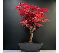Bonsaï érable Japonais - Acer (Érable) bonsaï Arbres/Érables Japonais/Arbre Mesure 25-30 cm de Hauteur (Deshojo P20)