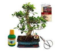 Bonsaï Ficus retusa 15 ans 30 cm Coffret cadeau avec ciseaux et engrais