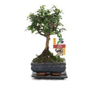 Bonsai Fukientee - forme de Carmona microphylla - 6ans - boule
