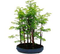 Bonsaï Metasequoia glyptostroboides d'extérieur petite forêt avec 5 plantes