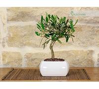 Bonsaï olive dans un pot carré blanc
