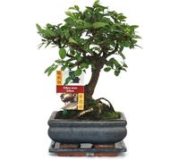 Bonsaï orme chinois - Ulmus parviflora - ca. 6 ans - forme sphérique