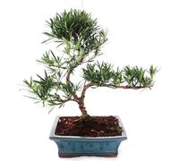 Bonsaï Podocarpus d'extérieur - Disque en pierre à petites feuilles 20cm