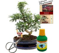 Bonsaï - Poivre du Sichuan - Zanthoxyllum - environ 10 ans Bol 25cm - Coffret cadeau avec ciseaux et engrais