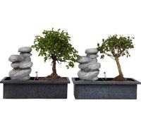 Bonsaï - Set de 2 - Bonsai - Hauteur 25-35cm - ⌀29cm