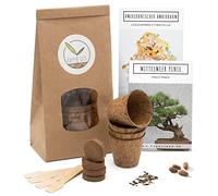 Bonsai Starter Kit - Bonzai set avec pots de noix de coco, graines et terre - idée de cadeau durable pour les amoureux des plantes (Pin Parasol + Copalme d’Amérique)