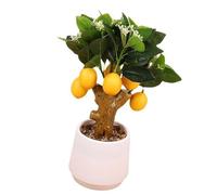 Bonsais Arbre Fruitier Réaliste Bonsais Artificiel Miniature Tige Fruitier Arbre Fruit pour Artisanat pour L'ornement De L'artisanat Et De La Photographie