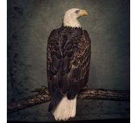 Book of Bad Décisions